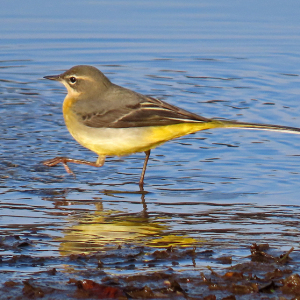 IMG_3647a-Grey-Wagtail