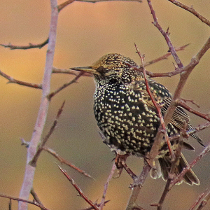 IMG_3663a-Starling