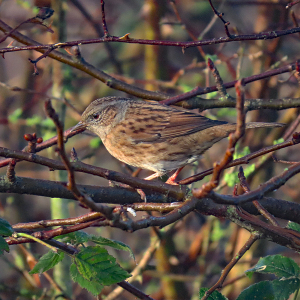 IMG_3688a-Dunnock