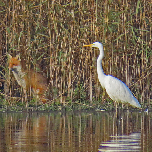 IMG_3730a-Fox-and-Great-White-Egret
