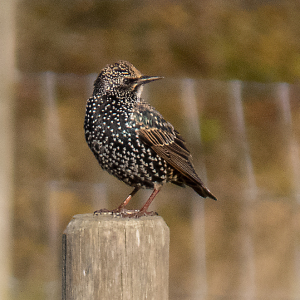 IMG_3732a-Starling
