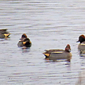 IMG_3736a-Teal