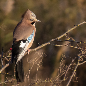 IMG_3807a-Jay