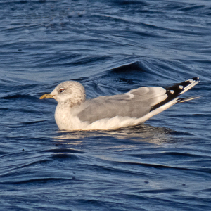 IMG_3820a-Common-Gull