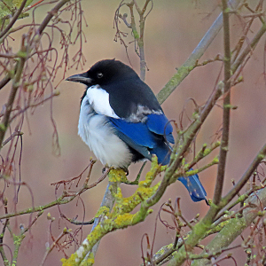IMG_3833a-Magpie