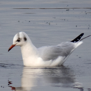 IMG_3892a-Black-headed-Gull