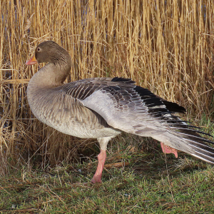 IMG_3902a-Greylag-Goose