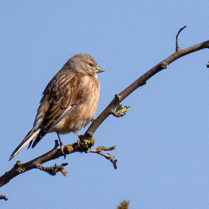 IMG_4001a-Linnet