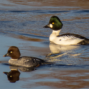 IMG_4013a-Goldeneye