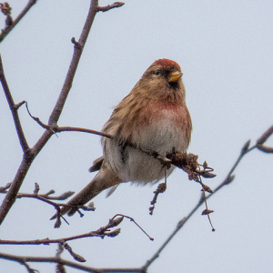 IMG_4047a-Redpoll