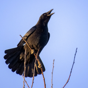 IMG_4053a-Carrion-Crow