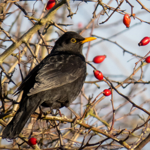 IMG_4095a-Blackbird