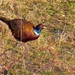 IMG_4134a-Pheasant