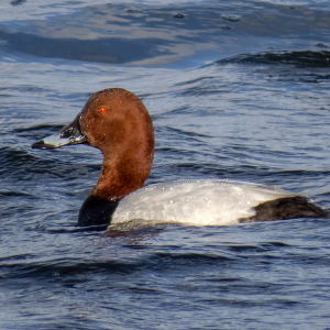IMG_4264a-Pochard