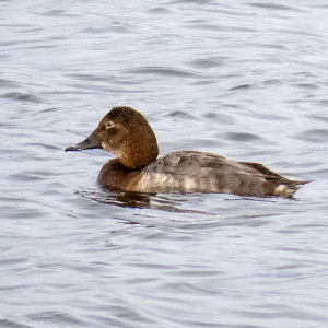 IMG_4275a-Pochard