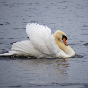 IMG_4336a-Mute-Swan
