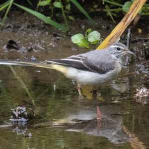 IMG_4343a-Juvenile-Grey-Wagtail