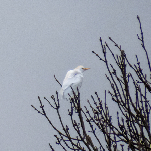 IMG_4469a-Cattle-Egret