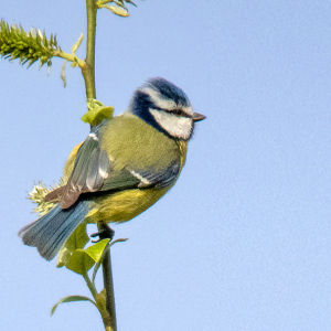 IMG_4486a-Blue-Tit