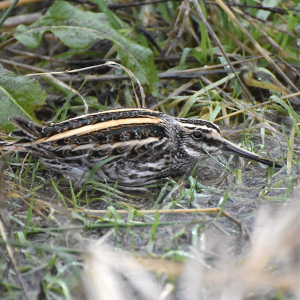IMG_4567-Jack-snipe-Miles-Cluff