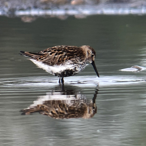 IMG_4650-Dunlin-Miles-Cluff