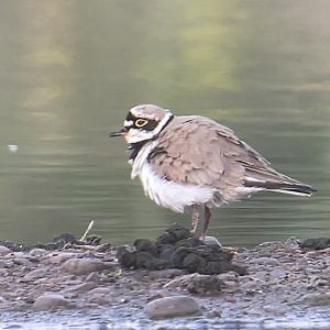IMG_4652-LRP-Miles-Cluff
