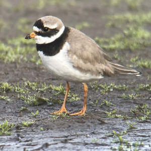 IMG_4665-Ringed-Plover-Miles-Cluff