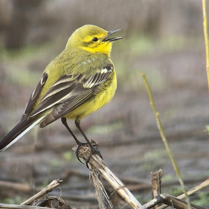 IMG_4675a-Yellow-Wagtail-Miles-Cluff