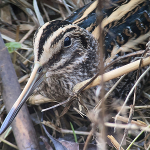 IMG_4695a-Jack-Snipe-Miles-Cluff