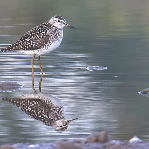IMG_4707-Wood-Sandpiper-Miles-Cluff