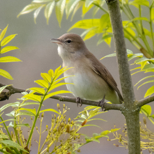 IMG_4719a-Garden-Warbler