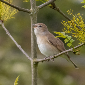 IMG_4725a-Garden-Warbler