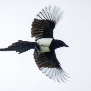 IMG_4801a-Magpie