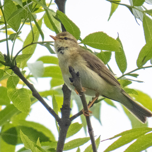 IMG_4933a-Willow-Warbler