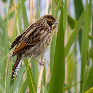 IMG_5112a-Reed-Bunting