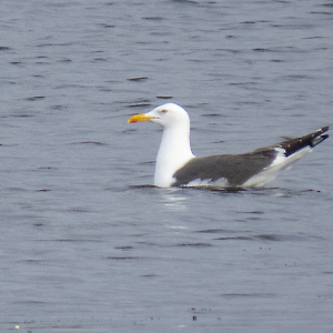 IMG_5128a-Lesser-Black-backed-Gull