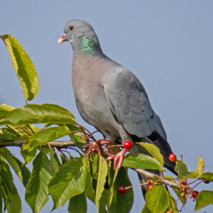 IMG_5280a-Stock-Dove