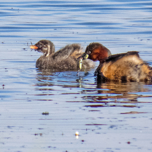 IMG_5404a-Little-Grebes