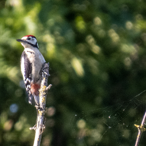 IMG_5439a-Great-Spotted-Woodpecker-juvenile