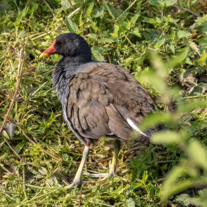 IMG_5500a-Moorhen