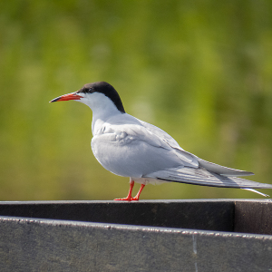 IMG_5736a-Common-Tern
