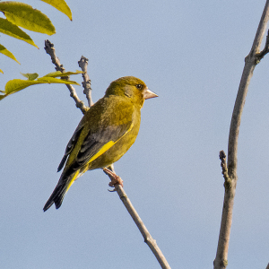 IMG_5824a-Greenfinch