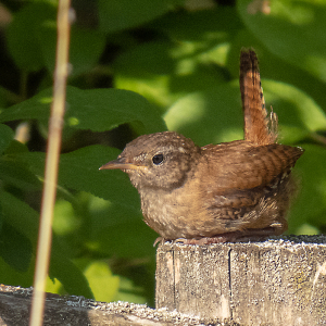IMG_5874a-Wren