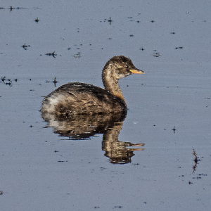 IMG_6344a-Dabchick-chick