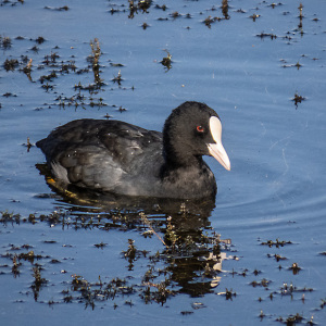IMG_6345a-Coot