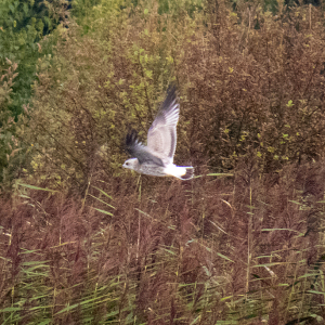 IMG_6369a-1st-Winter-Common-Gull