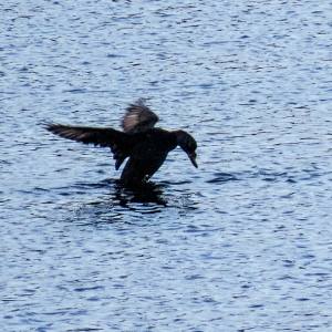 IMG_6450a-Common-Scoter
