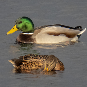 IMG_6497a-Mallard