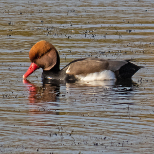 IMG_6528a-Red-crested-Pochard
