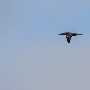 IMG_6529a-Gannet